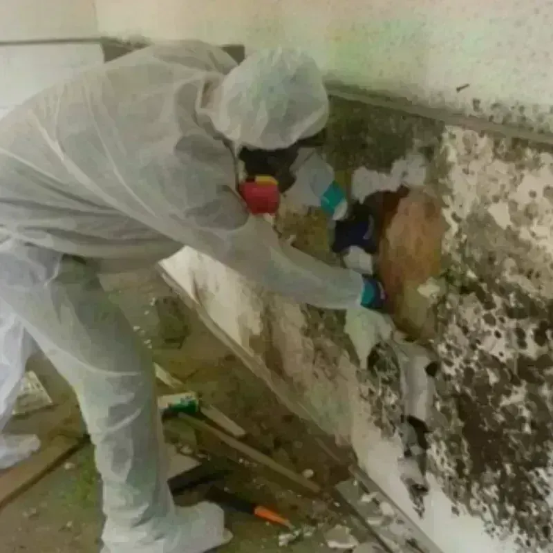 Mold Remediation and Removal in Medicine Lodge, KS